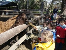 llamas y chanchitos ke (4)